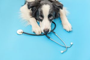 Farmacia veterinaria a Milano centro